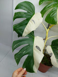 Monstera Variegata (zum aussuchen)