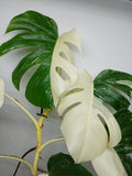 Monstera Variegata (zum aussuchen)