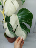 Monstera Variegata (zum aussuchen)