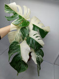 Monstera Variegata (zum aussuchen)