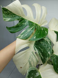 Monstera Variegata (zum aussuchen)