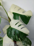 Monstera Variegata (zum aussuchen)