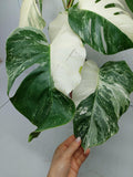 Monstera Variegata (zum aussuchen)