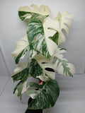 Monstera Variegata (zum aussuchen)