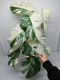 Monstera Variegata (zum aussuchen)