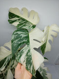 Monstera Variegata (zum aussuchen)