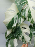 Monstera Variegata (zum aussuchen)