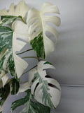 Monstera Variegata (zum aussuchen)