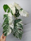 Monstera Variegata (zum aussuchen)