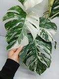 Monstera Variegata (zum aussuchen)