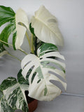 Monstera Variegata (zum aussuchen)