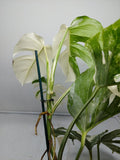 Monstera Variegata (zum aussuchen)