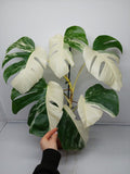 Monstera Variegata (zum aussuchen)