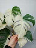 Monstera Variegata (zum aussuchen)