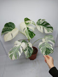 Monstera Variegata (zum aussuchen)