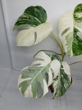 Monstera Variegata (zum aussuchen)