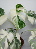 Monstera Variegata (zum aussuchen)