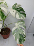 Monstera Variegata (zum aussuchen)