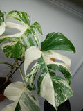 Monstera Variegata (zum aussuchen)