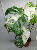 Monstera Variegata (zum aussuchen)