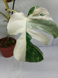 Monstera Variegata (zum aussuchen)