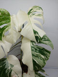 Monstera Variegata (zum aussuchen)