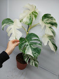 Monstera Variegata (zum aussuchen)