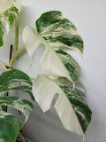 Monstera Variegata (zum aussuchen)