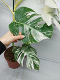 Monstera Variegata (zum aussuchen)