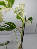 Monstera Variegata (zum aussuchen)