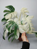 Monstera Variegata (zum aussuchen)