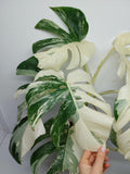 Monstera Variegata (zum aussuchen)