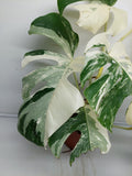 Monstera Variegata (zum aussuchen)