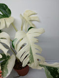 Monstera Variegata (zum aussuchen)