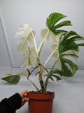 Monstera Variegata (zum aussuchen)