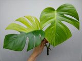 Monstera Aurea Steckling