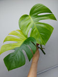 Monstera Aurea Steckling