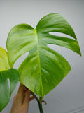 Monstera Aurea Steckling