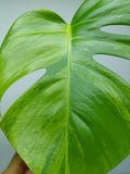 Monstera Aurea Steckling