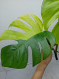 Monstera Aurea Steckling