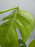 Monstera Aurea Steckling