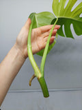 Monstera Aurea Steckling