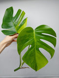 Monstera Aurea Steckling