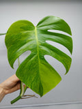 Monstera Aurea Steckling