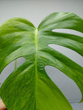 Monstera Aurea Steckling