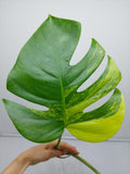 Monstera Aurea Steckling