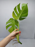 Monstera Aurea Steckling