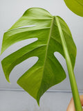 Monstera Aurea Steckling