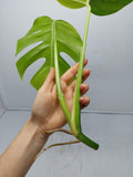 Monstera Aurea Steckling