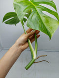 Monstera Aurea Steckling